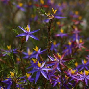 Calectasia grandiflora